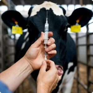 Vaccine