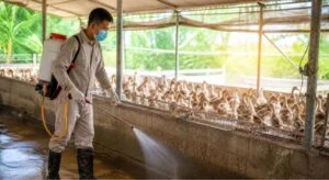 phòng bệnh hô hấp hiệu quả toàn diện trong chăn nuôi